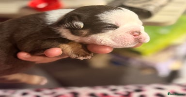 English Bulldog dogs - Advert 2