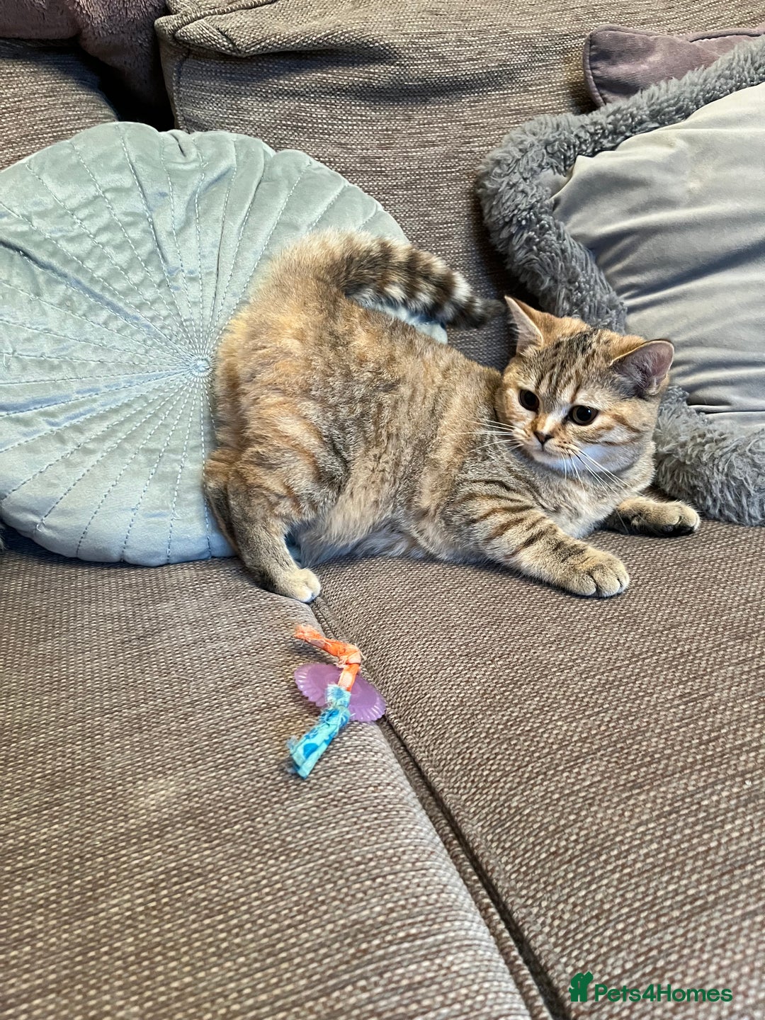 British Shorthair cats for sale: British Shorthair Kittens  - Image 5