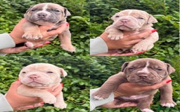 Olde English Bulldogge dogs for sale: Old English Bulldog Pups - Image 1