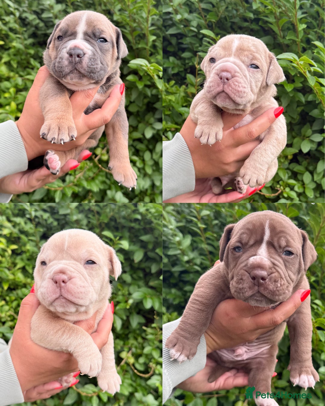 Olde English Bulldogge dogs for sale: Old English Bulldog Pups - Image 1
