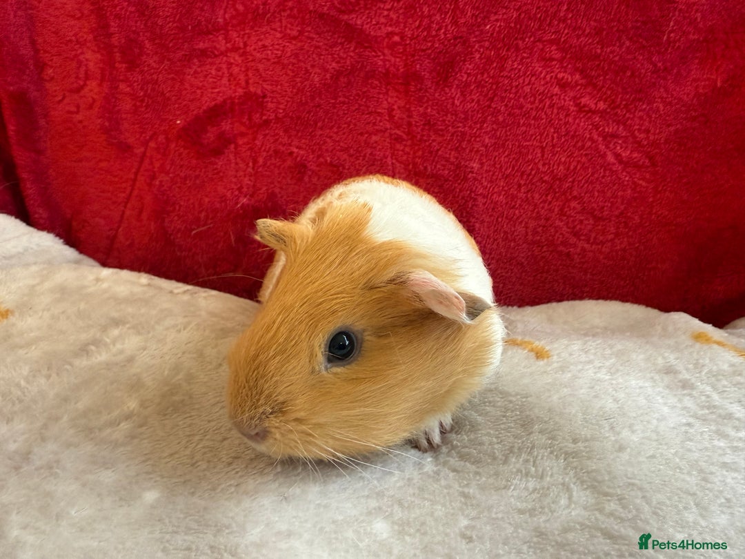 Guinea Pig rodents for sale: Adorable Healthy Baby Guinea Pigs - Ready Now  - Advert 8