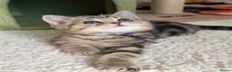 British Longhair cats for sale: British short/longhair odd/blue eyed kittens  - Advert 7