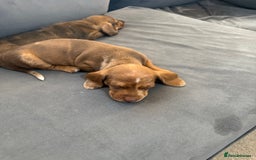 Miniature Dachshund dogs for sale: 5 miniature dachshund puppies  - Image 30