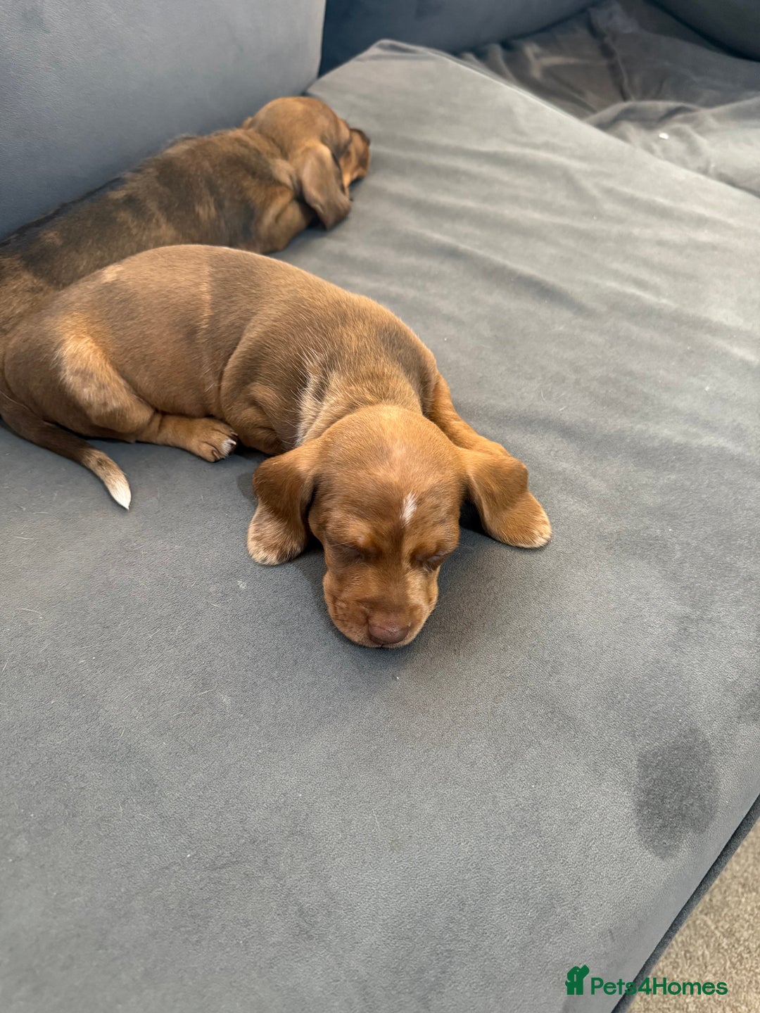 Miniature Dachshund dogs for sale: 5 miniature dachshund puppies  - Image 30