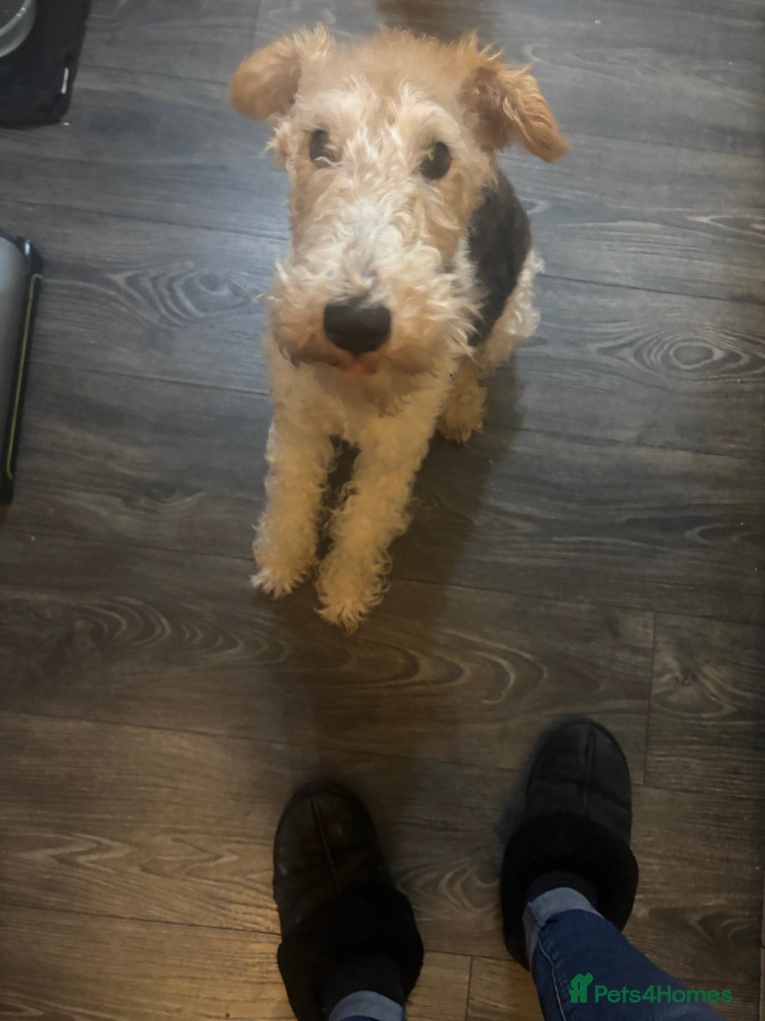 Airedale Terrier Top 100 Dogs Itv The Top 100 Dogs Top 100 Dogs