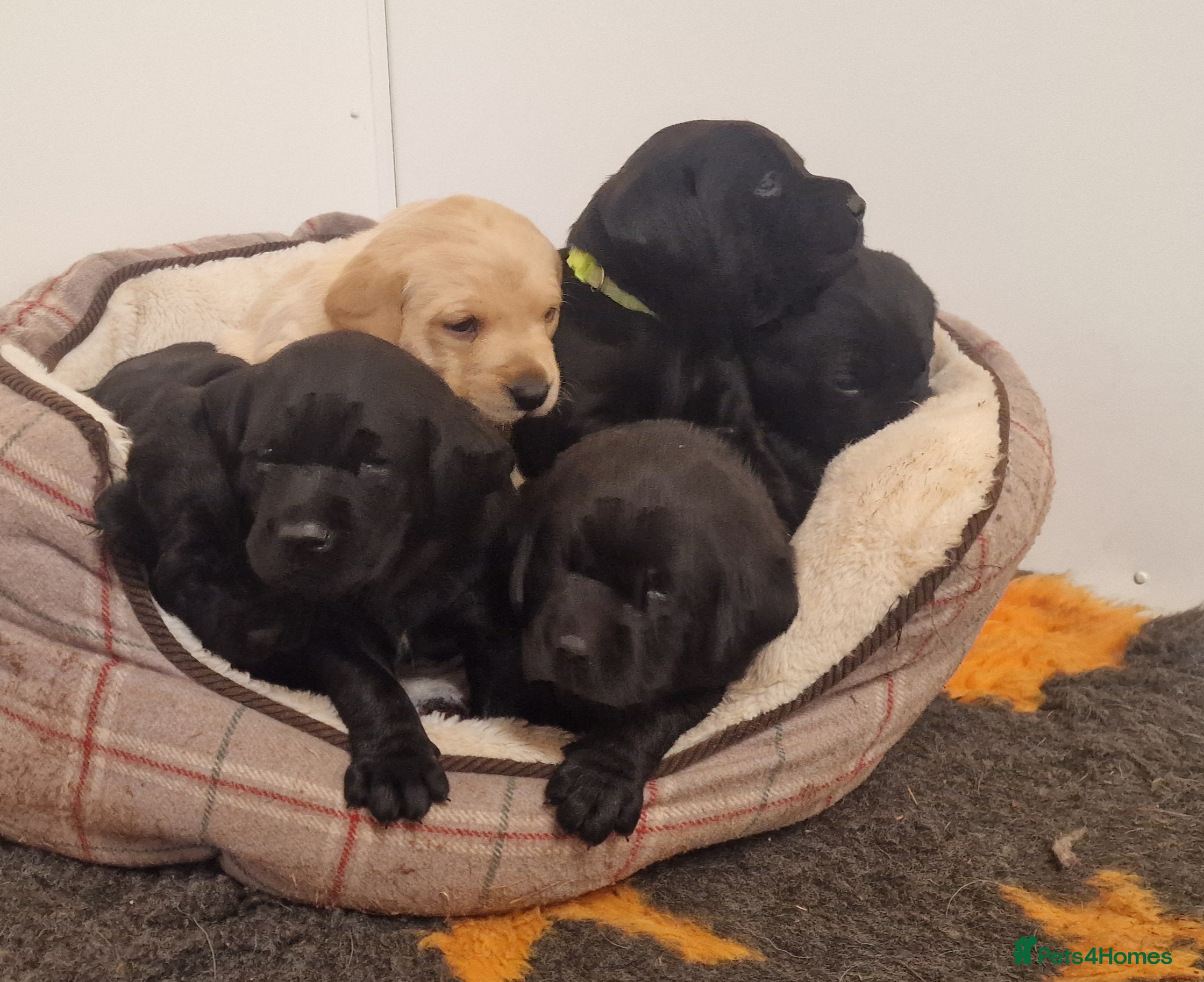 Labrador Retriever dogs Stunning KC Labrador Pups, Health tested parents  - Advert 4