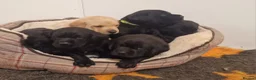Labrador Retriever dogs for sale: Stunning KC Labrador Pups, Health tested parents  - Advert 1