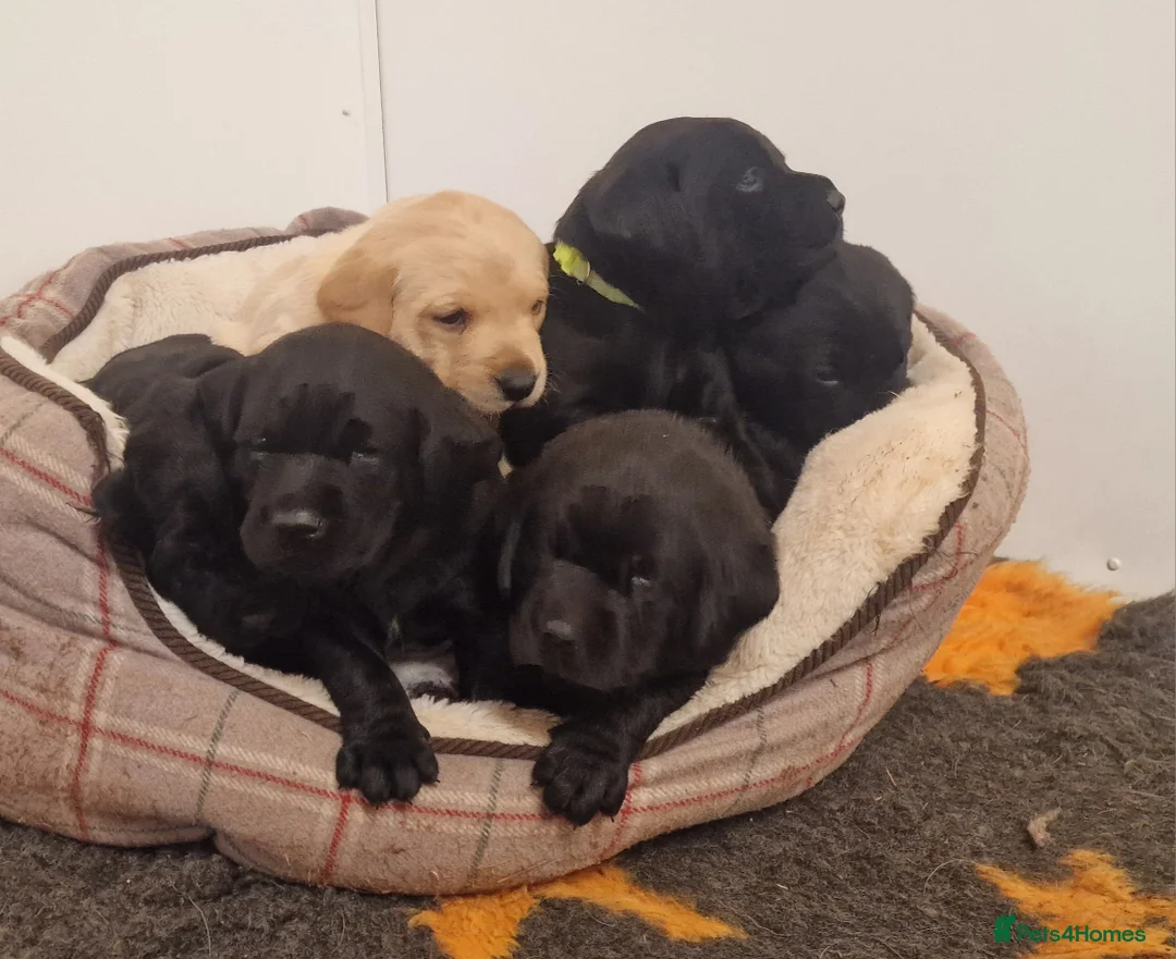 Labrador Retriever dogs for sale: Stunning KC Labrador Pups, Health tested parents  - Advert 1