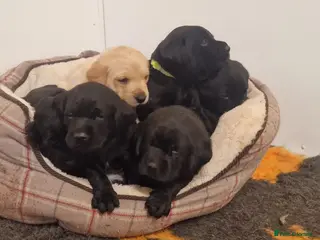 Labrador Retriever dogs Stunning KC Labrador Pups, Health tested parents - Advert 4