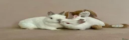 Netherland Dwarf rabbits for sale: Netherland Dwarf White Babies - Advert 8