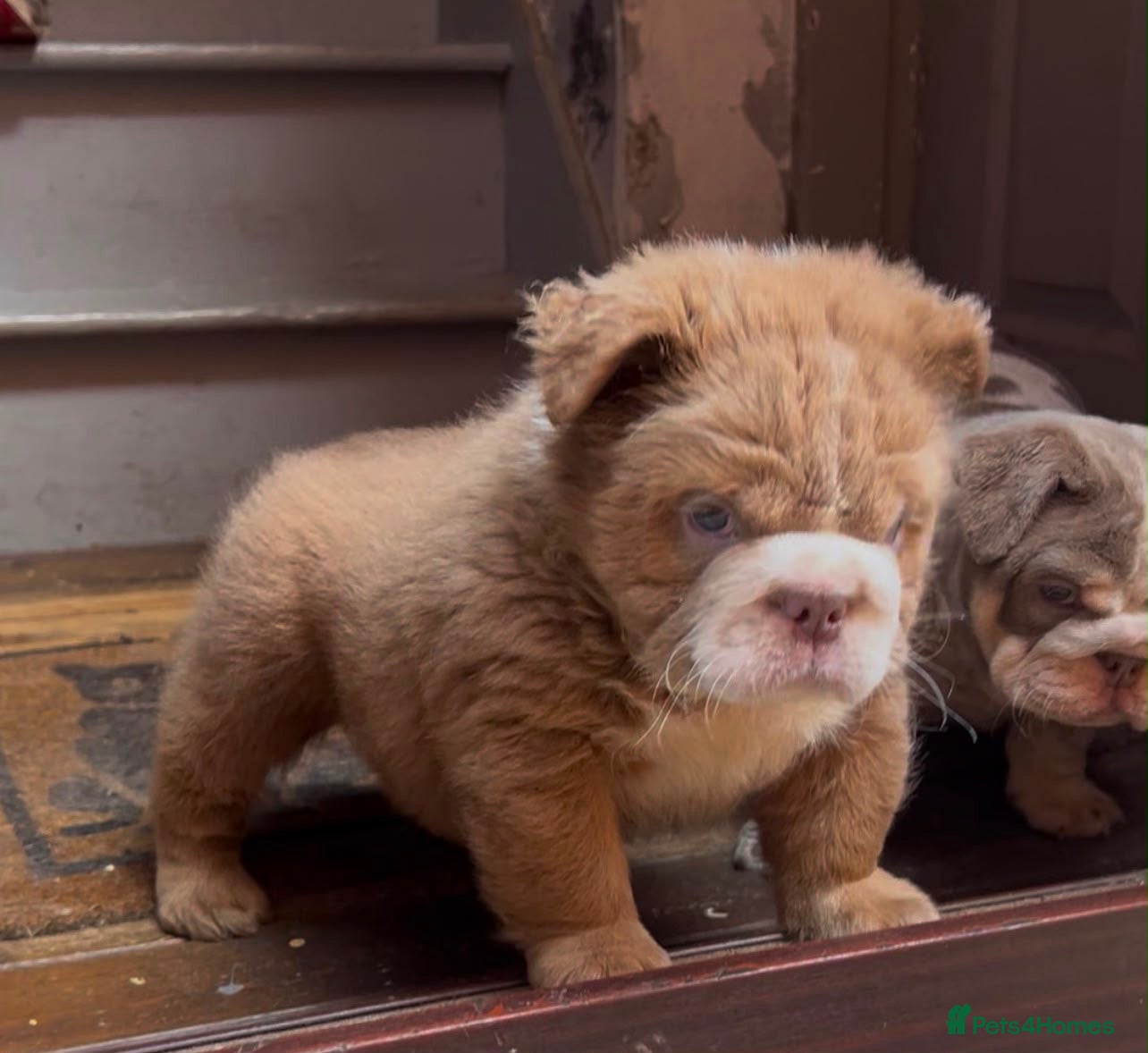 English Bulldog dogs Fluffy English Bulldog Puppies - Advert 15