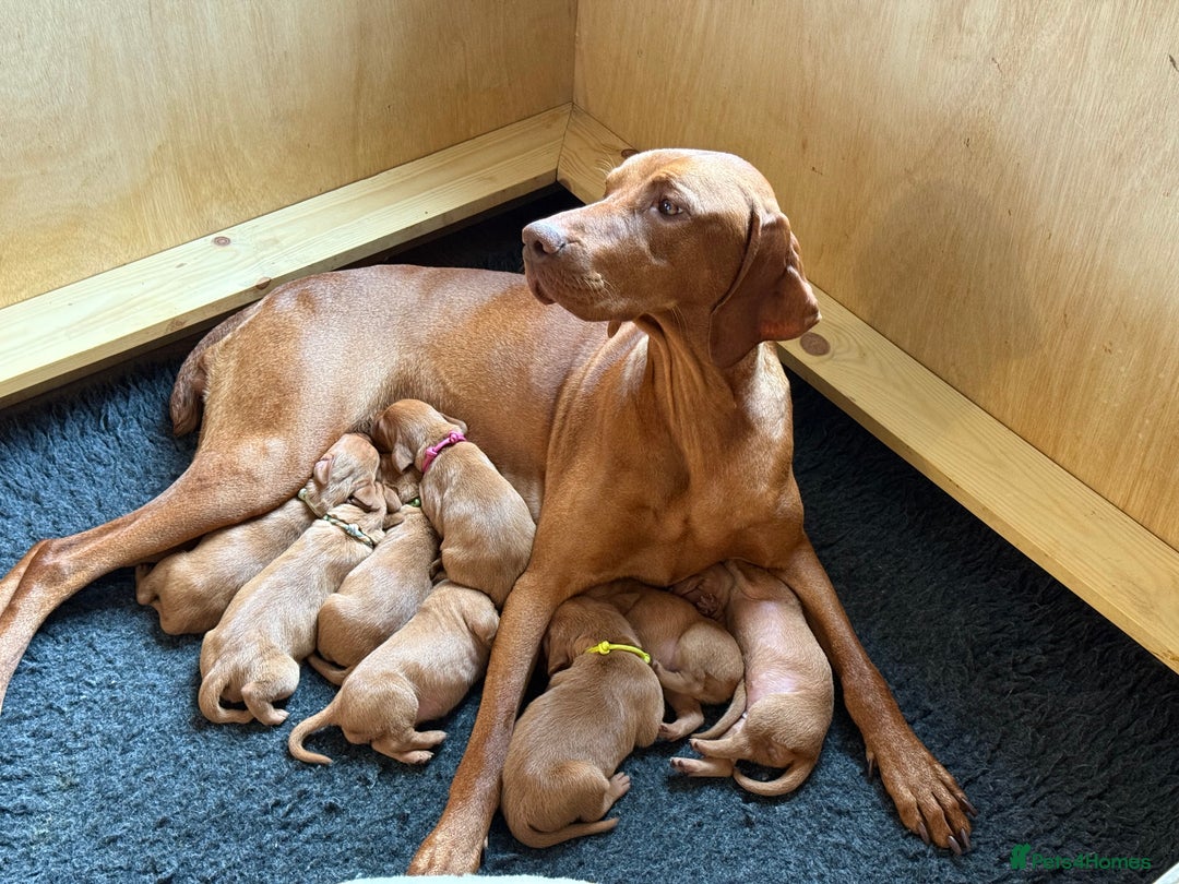 Hungarian Vizsla dogs for sale: Hungarian Vizsla Puppies in Melton Mowbray - Image 23