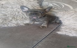 French Bulldog dogs for sale: Miss katie - Image 5