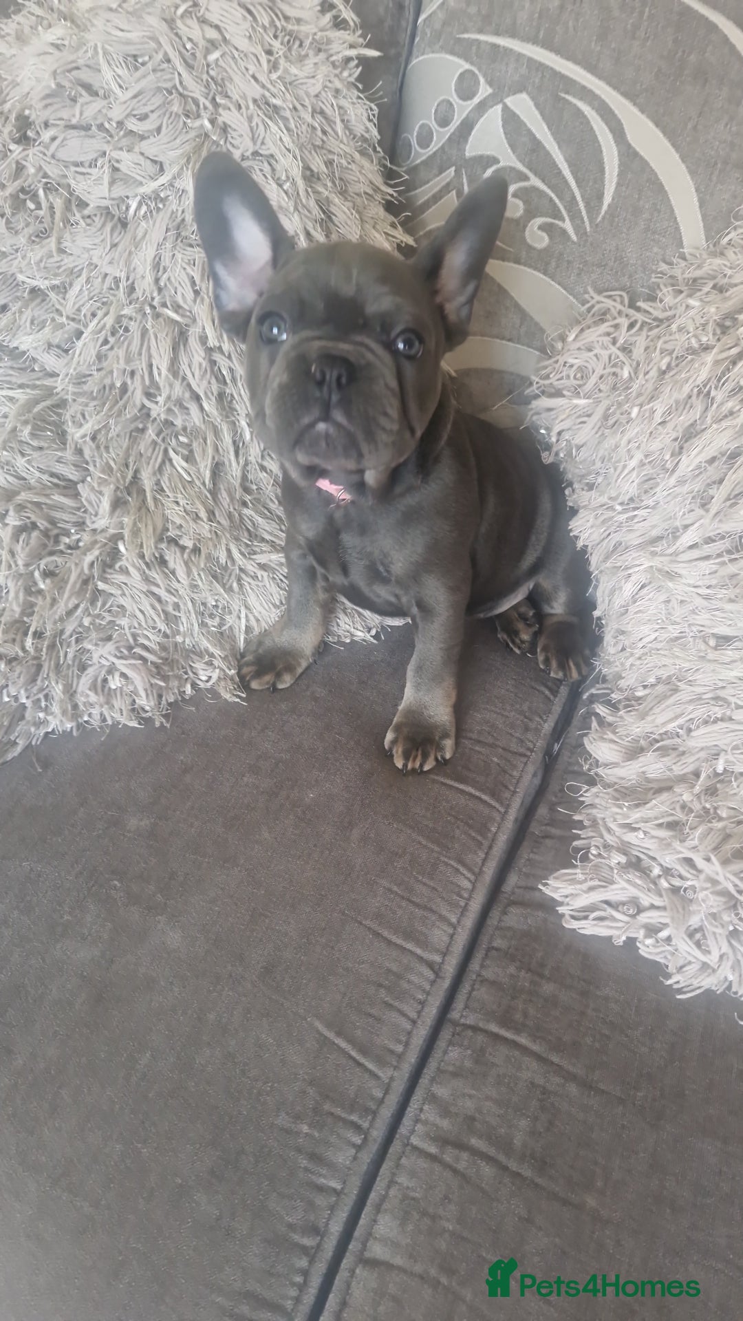 French Bulldog dogs for sale: Miss katie - Image 5