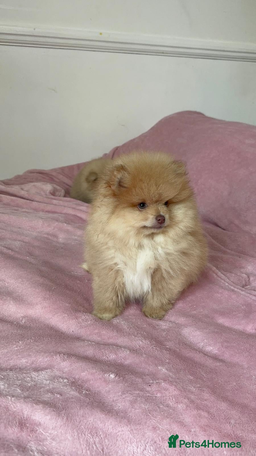 Pomeranian dogs KC registred Ready to go Excellent Pomeranian - Advert 2