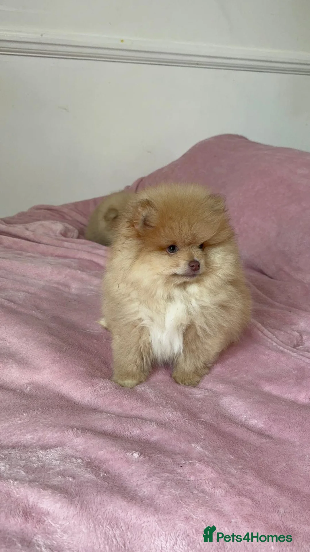 Pomeranian dogs for sale: Ready to go Excellent Pomeranian - Advert 28