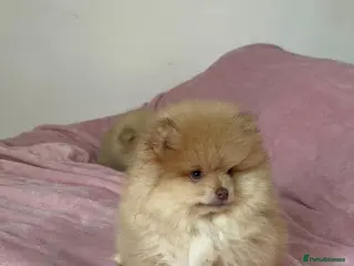 Pomeranian dogs KC registred Ready to go Excellent Pomeranian - Advert 2