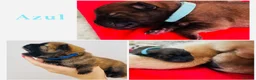 Chow Chow dogs for sale: 5 OUTSTANDING CHOW PUPS - Advert 3