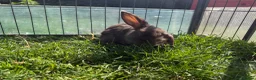 Mini Lop rabbits for sale: Litter of Mini Lop bunnies  - Advert 23