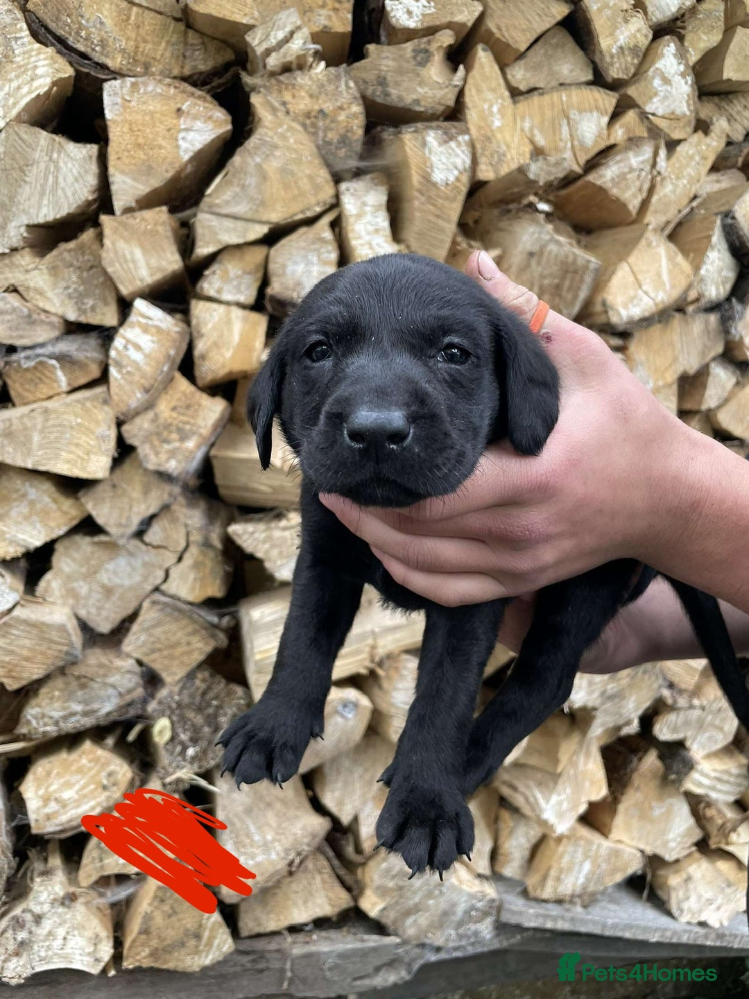 Labrador Retriever dogs for sale: KC Registered Black Labrador puppies   - Image 7