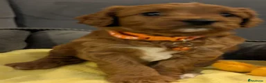 Cavapoo Puppy 3