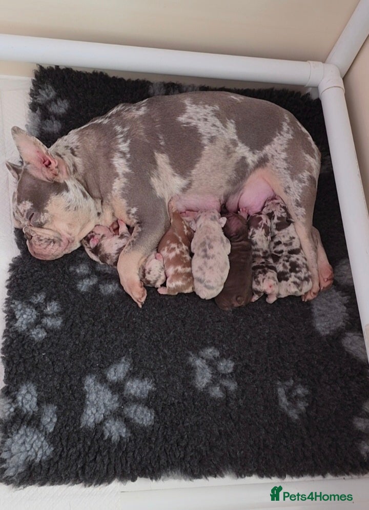 French Bulldog dogs 🔥Absolutely Stunning Velvet French Bulldog Pups🔥 - Advert 2