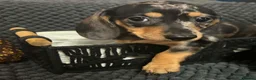 Miniature Dachshund dogs for sale: Miniature dachshunds  - Advert 3