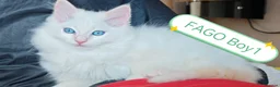 Ragdoll cats for sale: WONDERFUL 100% RAGDOLL  - Advert 7