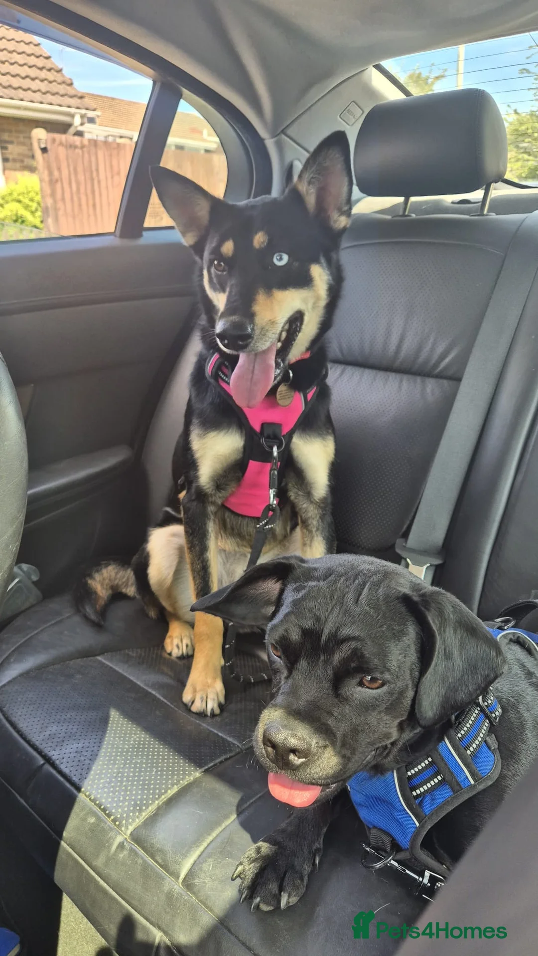 Mixed Breed dogs for adoption: ❤️🐶 CHLOE – THE KIND OF DOG EVERYONE DREAMS OF in Swindon - Advert 2