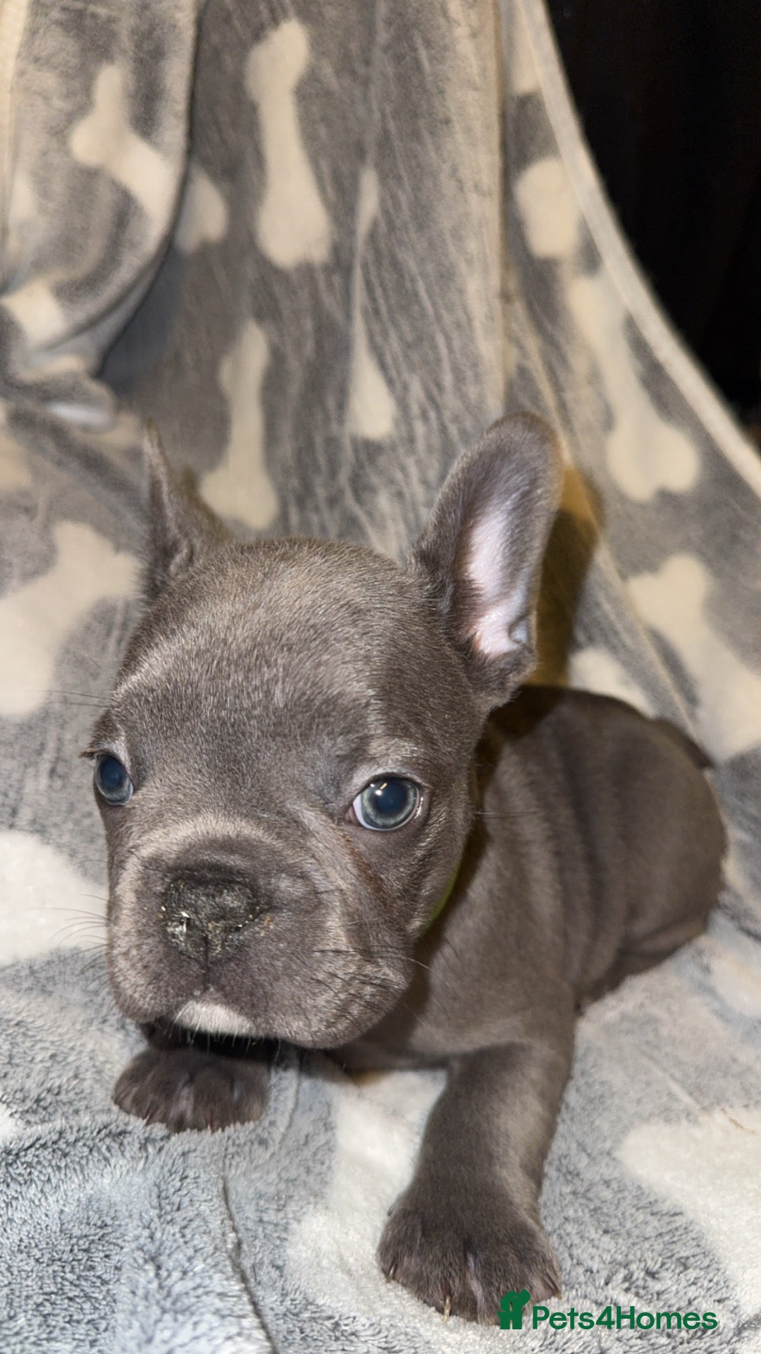 French Bulldog dogs French bulldog puppies  - Advert 9
