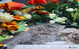 Persian cats for sale: Blue Persian kittens  - Image 31