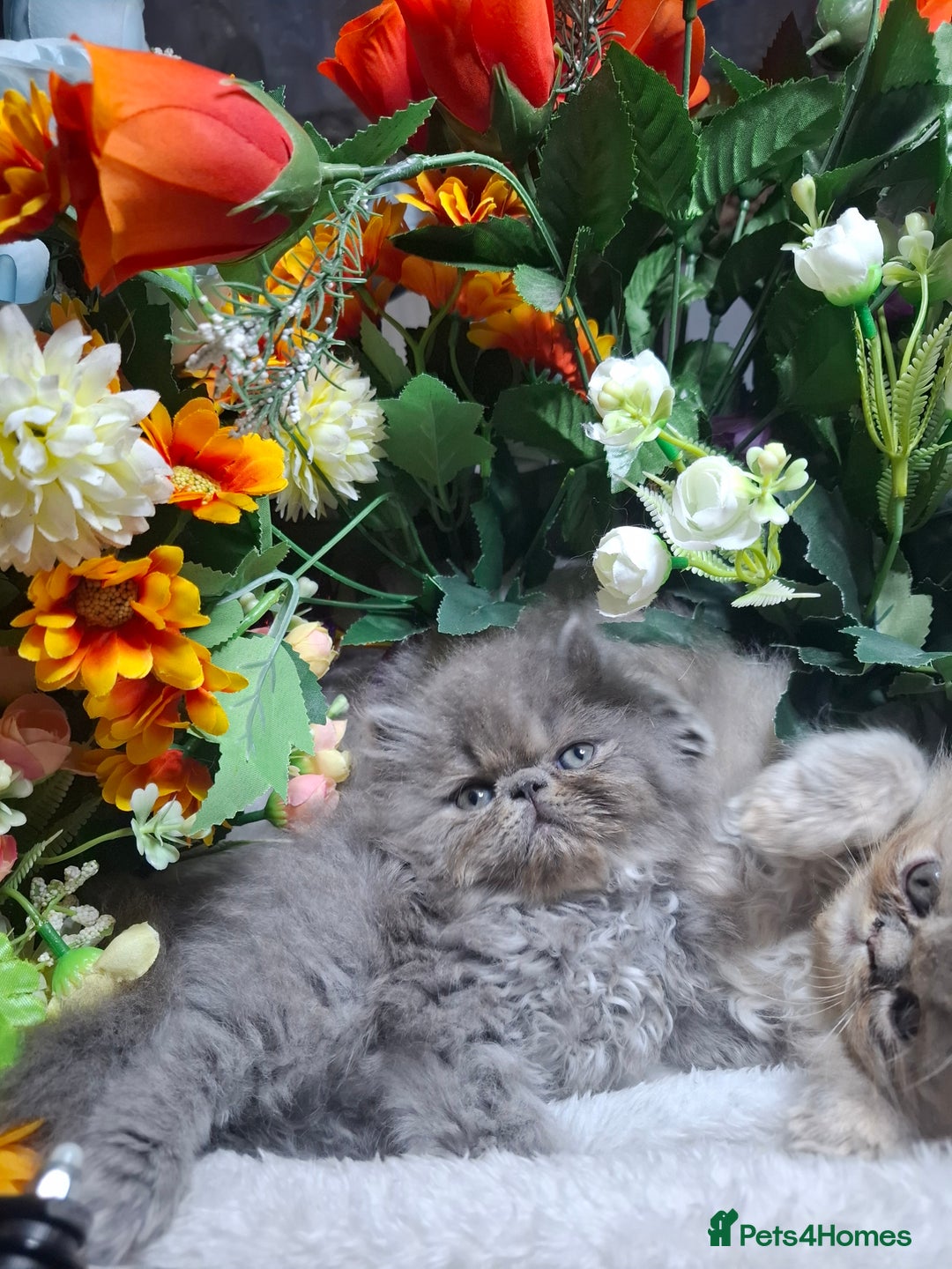 Persian cats for sale: Blue Persian kittens  - Image 31