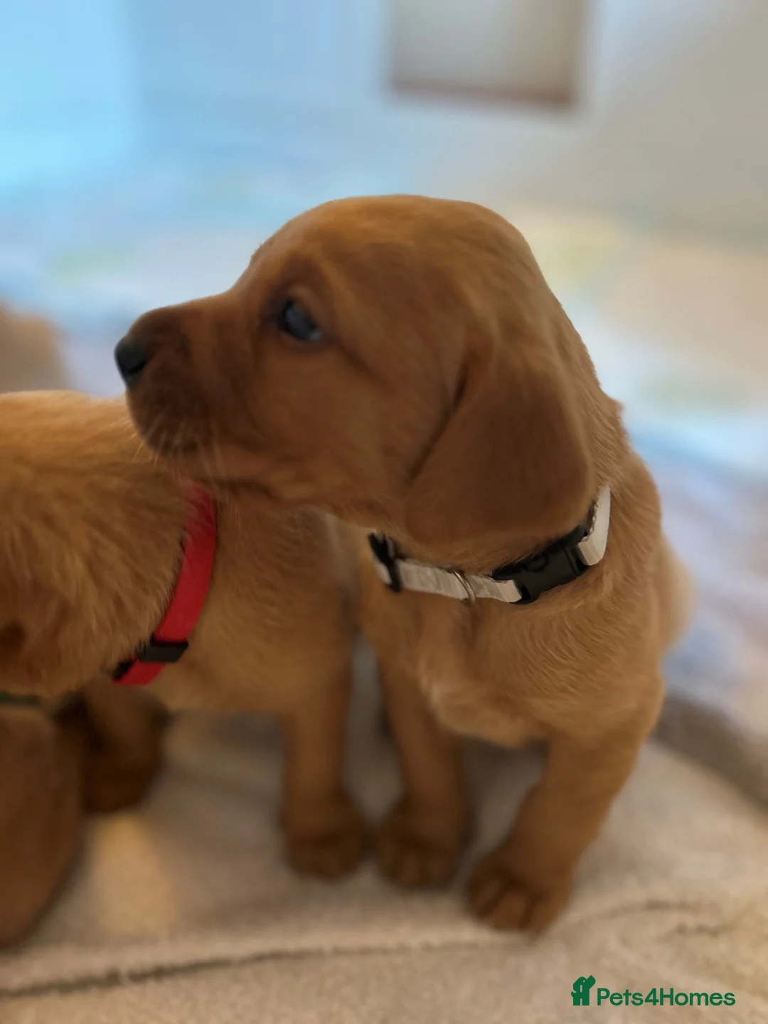 Labrador Retriever dogs for sale: KC Fox Red Labrador Retriever Puppies - Advert 22