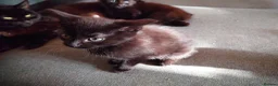 Mixed Breed cats for sale: 5 black kittens - Advert 4