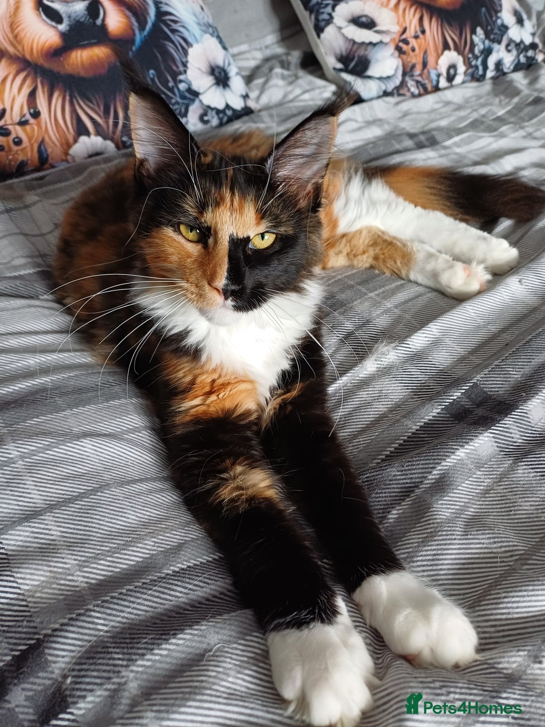 Maine Coon cats for sale: This is little Florence. - Image 5