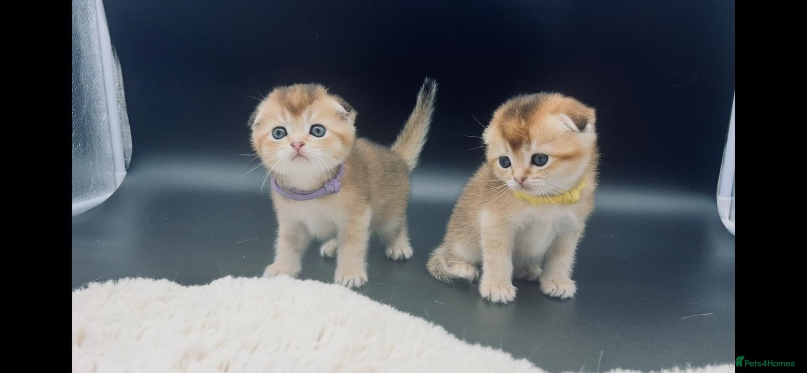 Scottish Fold cats Fully-Vaccinated Scottish Fold Boy and Girl Kitten - Advert 16