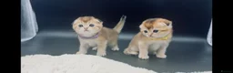 Scottish Fold cats for sale: Fully-Vaccinated Scottish Fold Boy and Girl Kitten - Advert 1