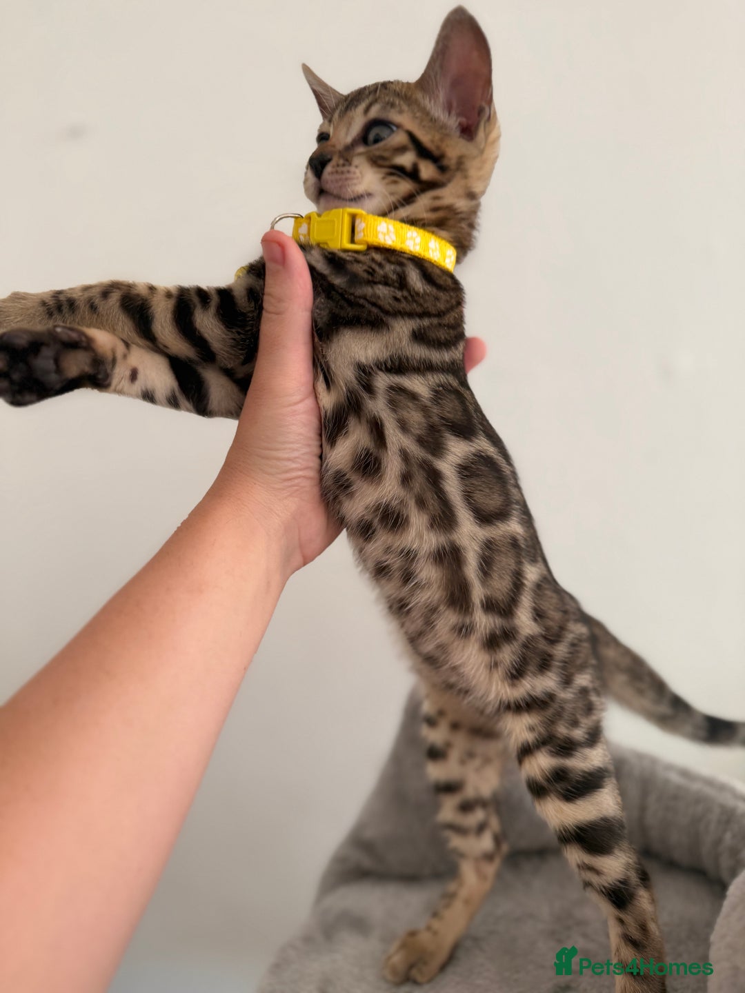 Bengal cats for sale: 5 Exceptional TICA Registered Glitter Bengals  in Bristol - Image 6