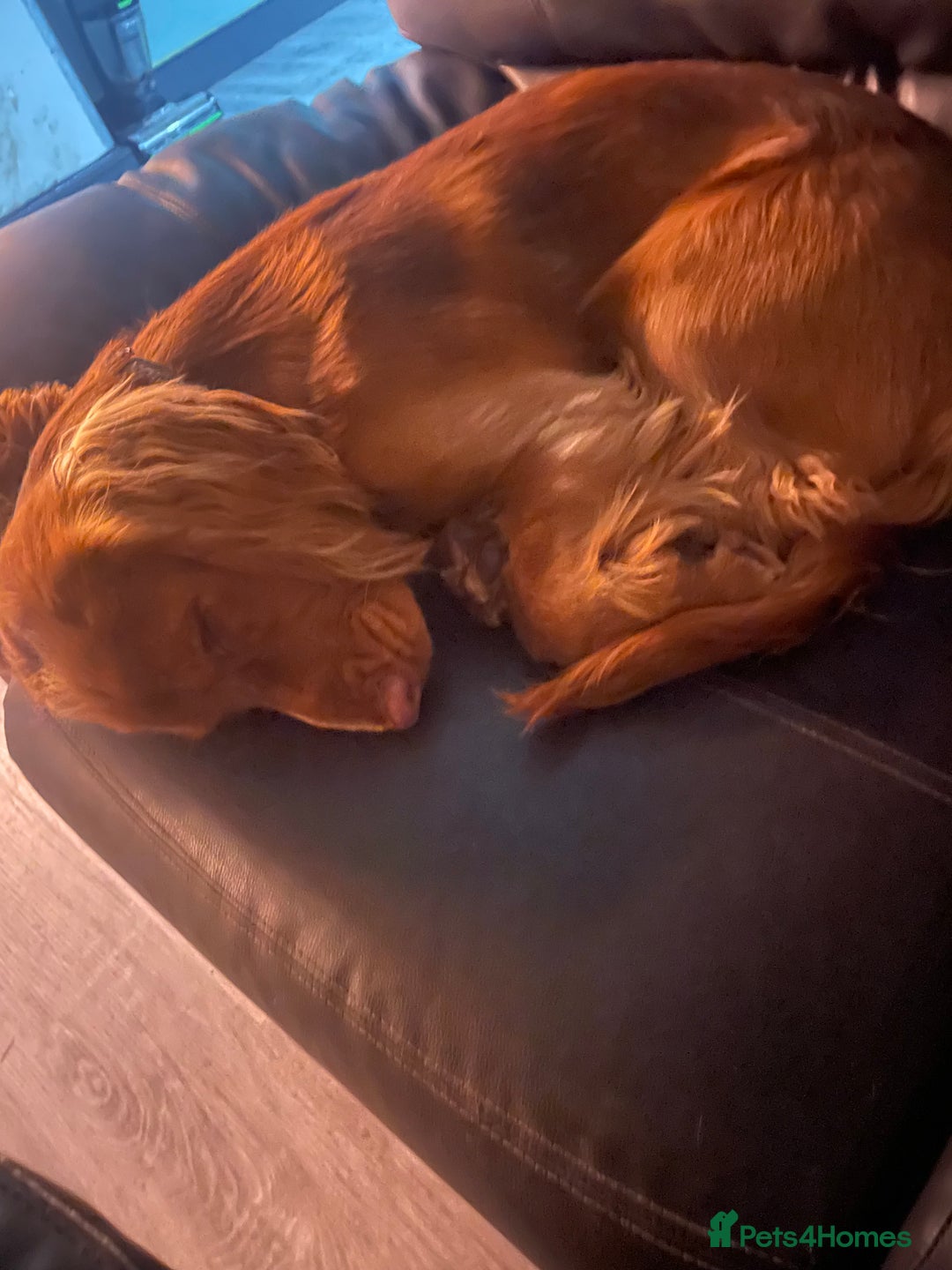 Sprocker dogs for sale: Two beautiful brothers looking for forever home - Advert 3