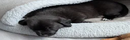 Mixed Breed dogs for sale:  ADORABLE PUPPIES LOOKING FOR THEIR FOREVER HOMES - Advert 3
