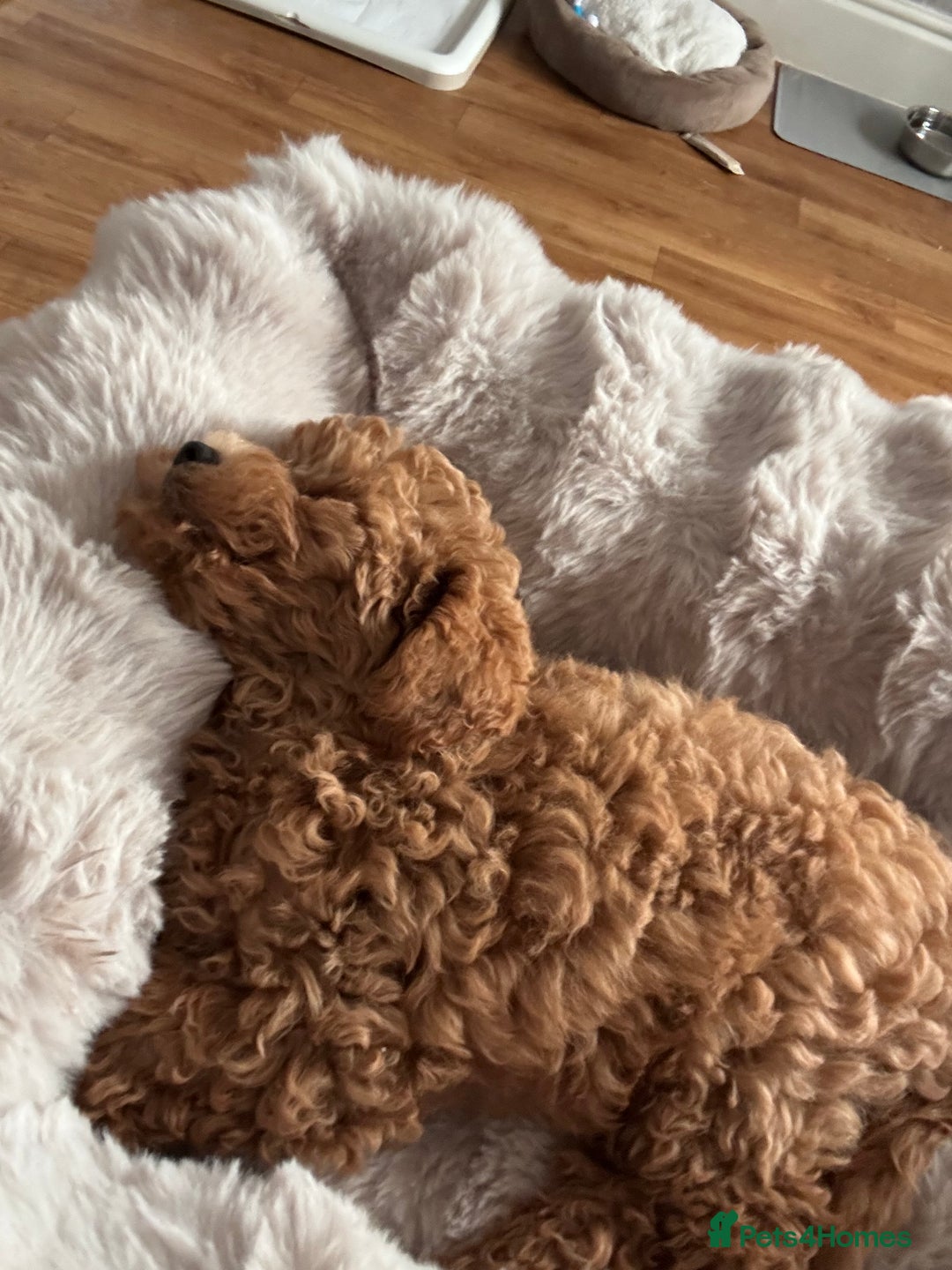 Poochon dogs for sale: Male poochon F1b - Image 3