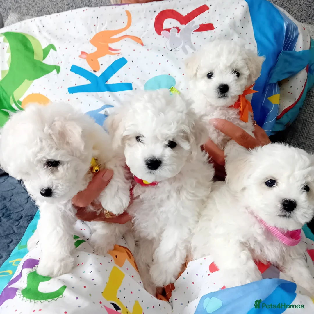 Bichon Frise dogs for sale: Bichon Frise (3 girls left ) - Advert 1