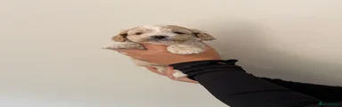 Cockapoo 1