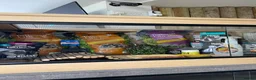 Tortoise reptiles for sale: Various Tortoises At Urban Exotics - Advert 18