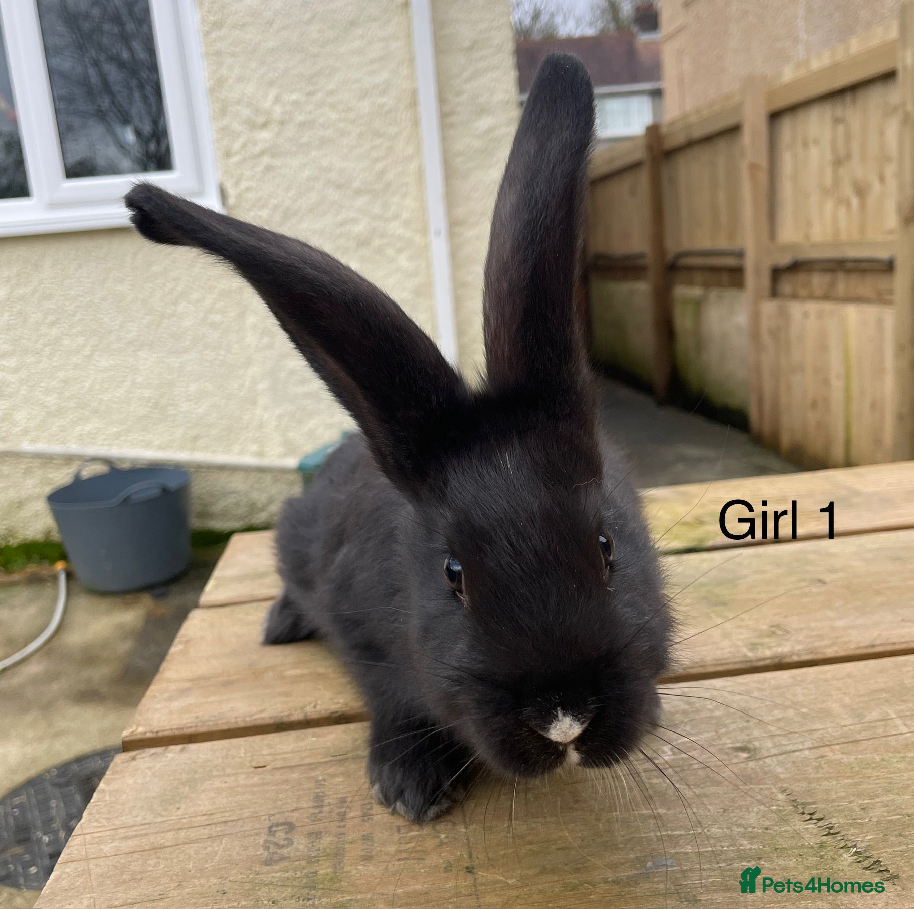 Continental Giant rabbits 💖7 week old pure bred continental giants💙 - Advert 7