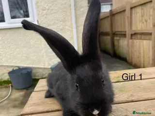 Continental Giant rabbits 💖7 week old pure bred continental giants💙 - Advert 7