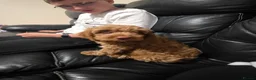 Cockapoo dogs for sale: Cockapoo  - Advert 2