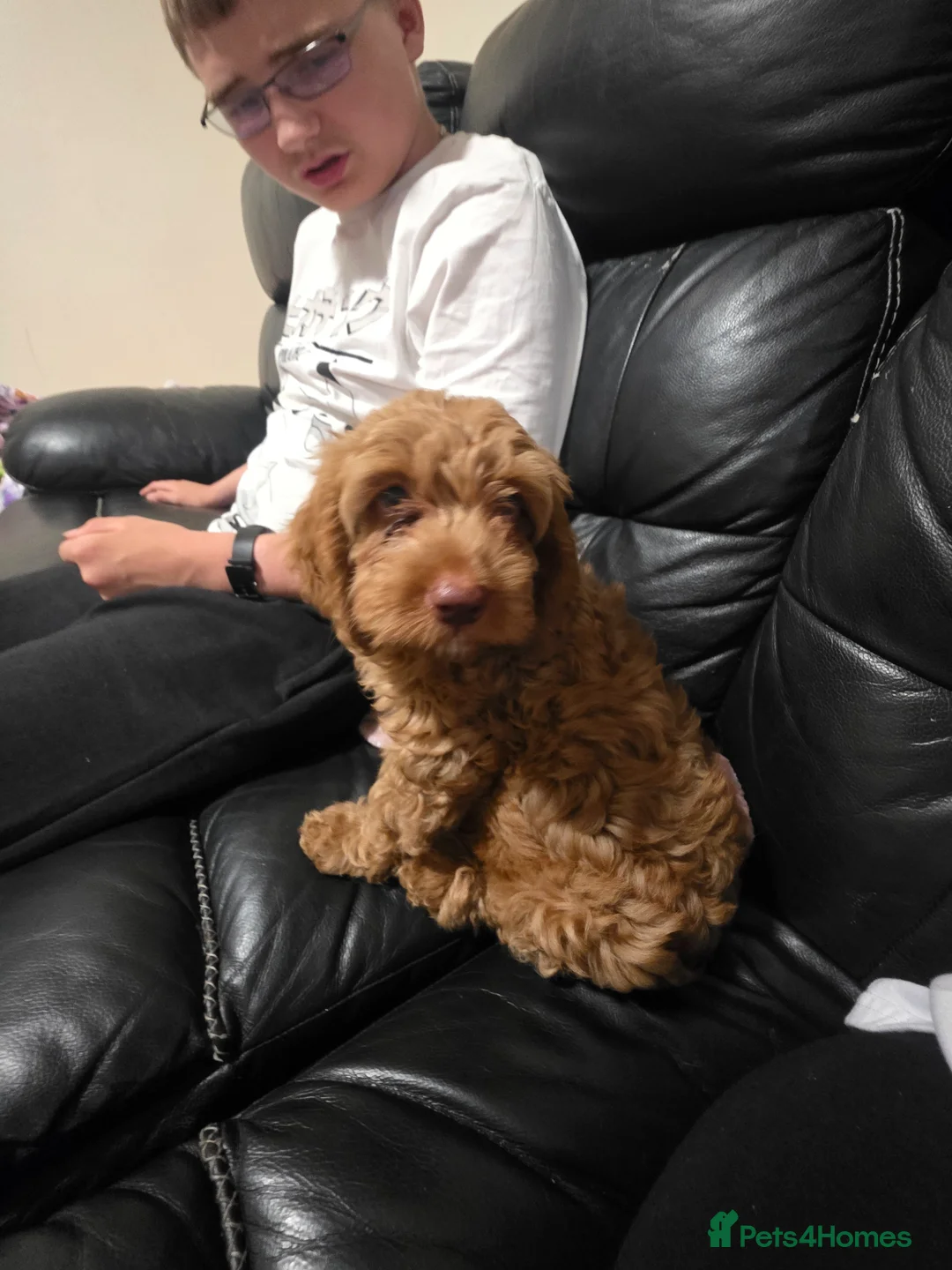 Cockapoo dogs for sale: Cockapoo  - Advert 2