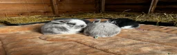 French Lop rabbits for sale: 🩷Pure bred French lop kits🩵 - Advert 4