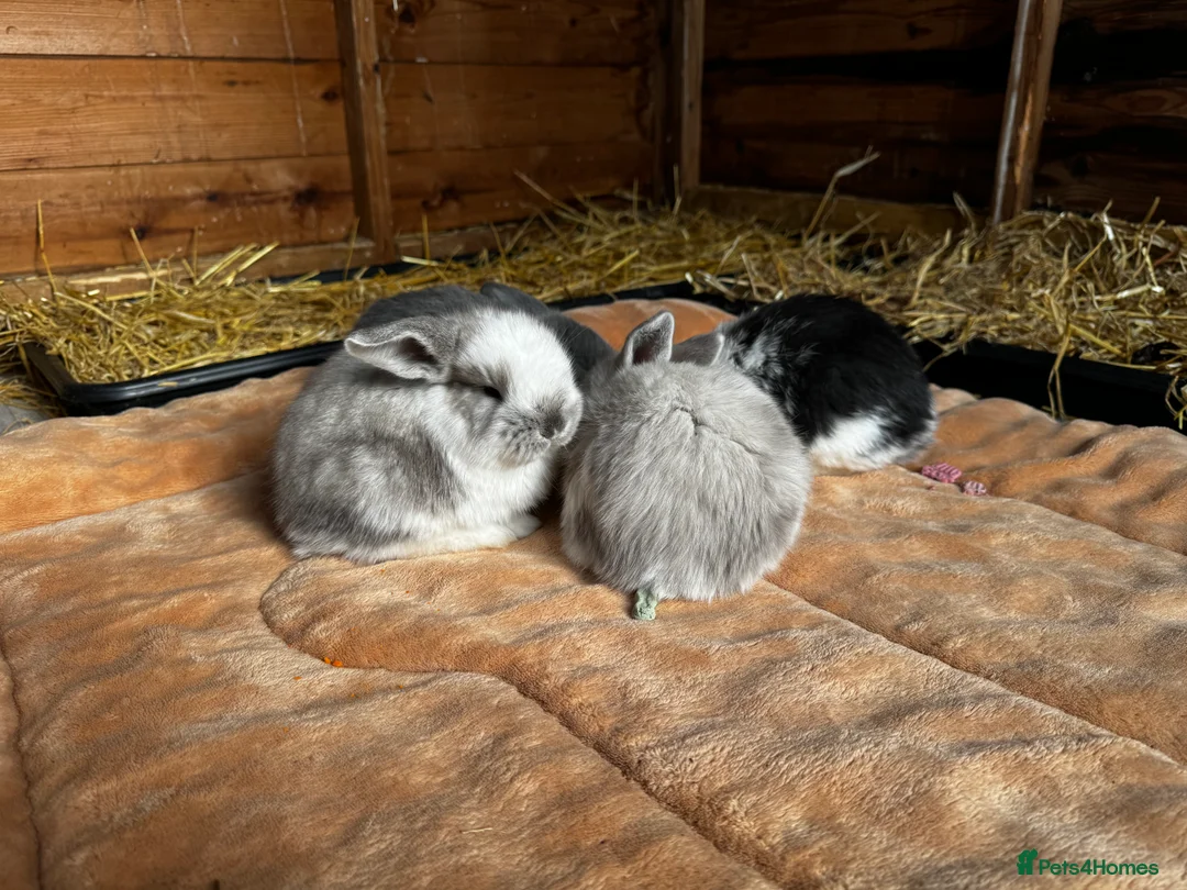 French Lop rabbits for sale: 🩷Pure bred French lop kits🩵 - Advert 4